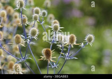 Mannstreu - Blaudistel - Eryngium planum Stockfoto