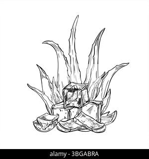 Aloe Pflanze mit Eiswürfeln und Blattscheiben monochrome Vektor-Illustration gemalt von schwarzen Tinten. Pflanzliche und kühlende Elemente der Hautpflege Stock Vektor