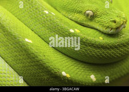 Nahaufnahme einer grünen Baumpython (Morelia viridis) in Ruhestellung auf einem Ast, der in die Kamera blickt, Berlin, Deutschland, Europa Stockfoto