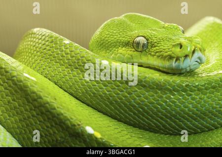 Nahaufnahme einer grünen Baumpython (Morelia viridis) in Ruhestellung auf einem Ast, der in die Kamera blickt, Berlin, Deutschland, Europa Stockfoto