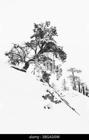 Riesige natürliche Amphitheater entlang der Ostseite des Paunsaugunt-Plateaus. Mormonen waren in den 1850er Jahren Pioniere und wurden nach Ebenezer Bryce benannt Stockfoto