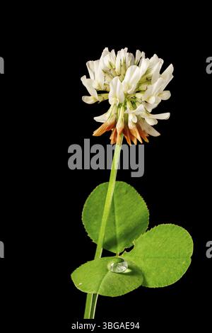 Seite studio Detailansicht der Schaft eines Weißklee (lat.: Trifolium repens) mit Shamrock und Wassertropfen auf schwarzem Hintergrund Hintergrund Stockfoto