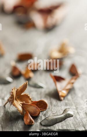 Nahaufnahme einer offenen Bechut-Frucht mit drei Samen und langen Wassertröpfchen auf hellem Schieferhintergrund in der Seitenfensterleuchte Stockfoto
