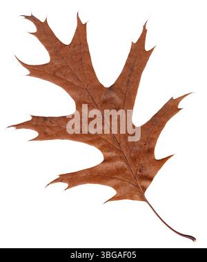 Einzelnes verwelktes Blatt einer amerikanischen Eiche, auch bekannt als rote Eiche (Quercus rubra) auf weißem Hintergrund Stockfoto