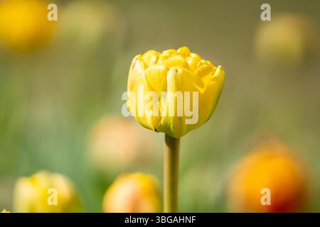 Großaufnahme einer gelben Doppeltulpe Gudoshnik Doppelknospe. Gudoshnik Doppel-Tulpe im Frühlingsgarten. Idee für Postkarten, Grüße, Einladungen, Poster. Stockfoto