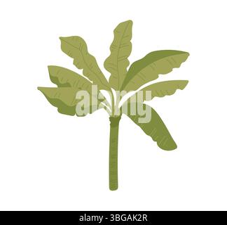 Tropischer Bananenbaum. Vektorillustration auf weißem Hintergrund. Stock Vektor