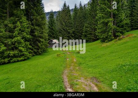 Holzhütte auf Alpwiese umgeben von Wald in Tirol Stockfoto