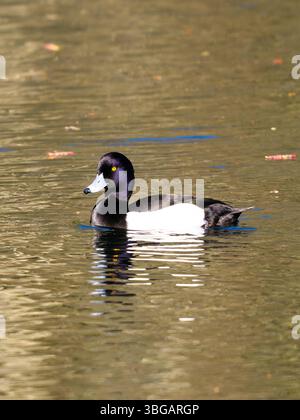 Eine männliche getuftete Ente oder getuftete Pochard, Aythya fuligula, schwimmt auf einem See. Stockfoto