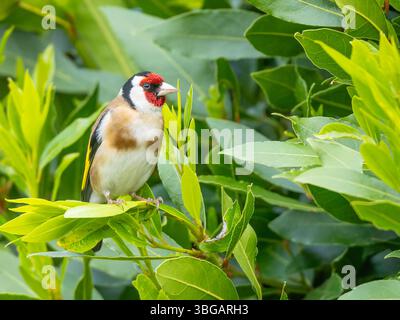 Ein europäischer Goldfink (Carduelis carduelis), der auf einem Baum thront. Stockfoto