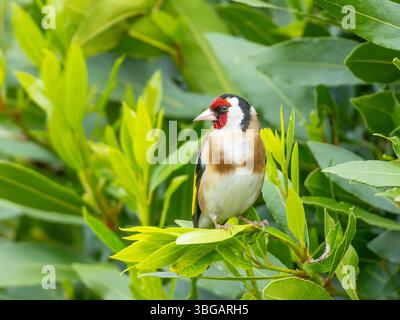 Ein europäischer Goldfink (Carduelis carduelis), der auf einem Baum thront. Stockfoto