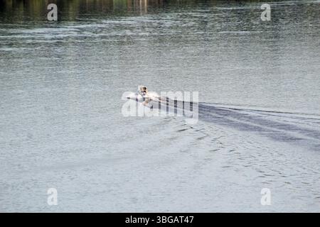 Ein kleines Schnellboot fährt über die ruhige Oberfläche der Donau und hinterlässt an einem friedlichen Tag einen dynamischen Pfad im Wasser. Stockfoto