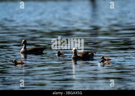 Familie von Shelducks auf dem Wasser Stockfoto