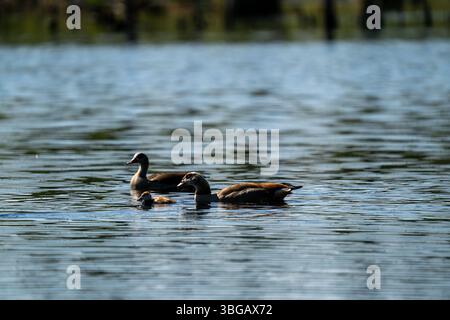 Familie von Shelducks auf dem Wasser Stockfoto