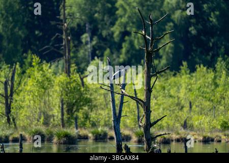 Graureiher auf dem Dead Tree in Schwenninger Moos Stockfoto