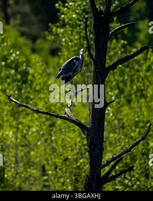 Graureiher auf dem Dead Tree in Schwenninger Moos Stockfoto