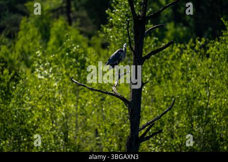 Graureiher auf dem Dead Tree in Schwenninger Moos Stockfoto