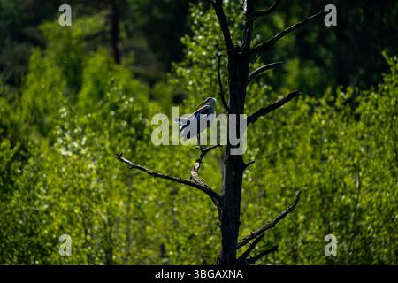 Graureiher auf dem Dead Tree in Schwenninger Moos Stockfoto