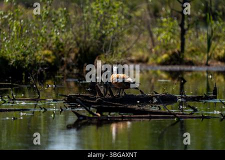 Roddy Shelduck auf Baumstämmen im Moorland Pond Stockfoto
