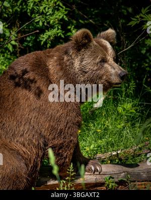 Braunbär auf gefallenem Baum im Alternativen Bärenpark Schwarzwald Stockfoto