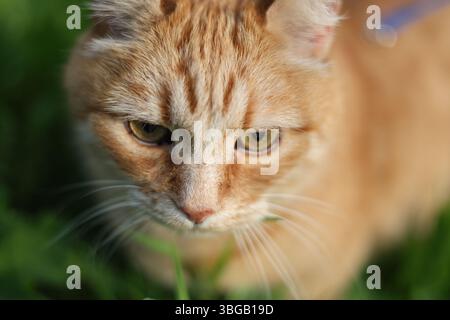 Ingwerkatze im grünen Gras, Nahporträt einer neugierigen roten Tabbykatze in der Natur Stockfoto