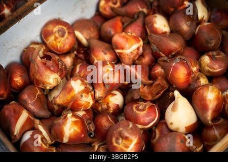 Bloemenmarkt Blumenmarkt Tulpenzwiebeln zum Verkauf. Tulpenzwiebeln zum Verkauf auf dem Amsterdamer Bloemenmarkt, dem einzigen schwimmenden Blumenmarkt der Welt. Stockfoto