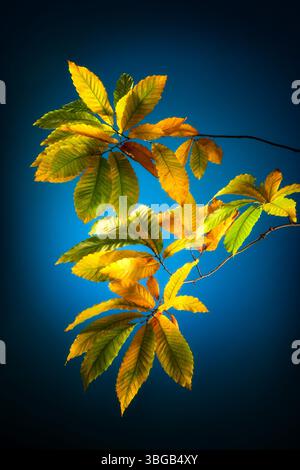 Bunte Herbstkastanienblätter, Studio-Nahaufnahme auf dunkelblauem Hintergrund mit schöner vignettierter Beleuchtung Stockfoto