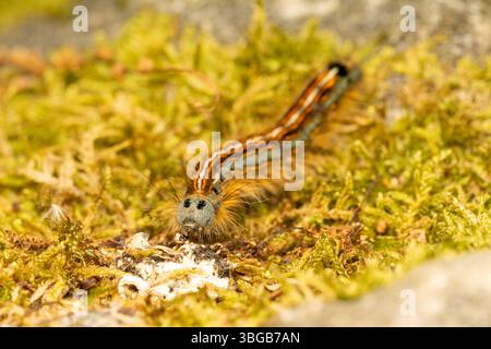 Raupe der Lakey Moth (Malacosoma neustria), die auf Felsen kriecht, Close-up, Yonne, Frankreich. Stockfoto