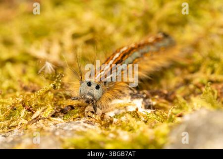 Raupe der Lakey Moth (Malacosoma neustria), die auf Felsen kriecht, Close-up, Yonne, Frankreich. Stockfoto