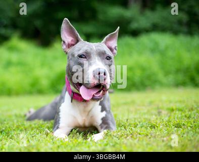 Ein grau-weißer Pit Bull Terrier Mischhund liegend und keuchend Stockfoto