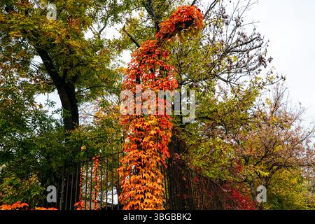 Virginia Creeper-Rebe mit lebhaftem Herbstlaub, das an einer Straßenlaterne erklimmt. Herbstfarben und urbanes Grün in einer saisonalen Outdoor-Szene. Stockfoto