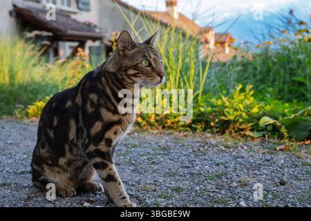 Eine schöne bengalische Katze genießt einen ruhigen Moment in einem lebendigen Garten. Stockfoto