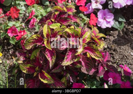 Buntes coleus-Laub in einem Blumengarten Stockfoto
