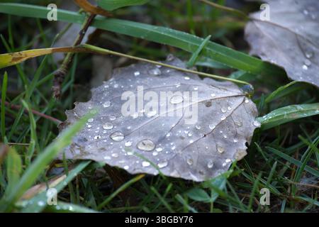 Makrofoto mit Morgentautropfen auf einem braunen, gefallenen Blatt inmitten von lebendigem grünem Gras, das die Gelassenheit der Natur zeigt. Stockfoto