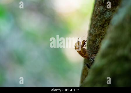 Das Cicada-Exoskelett haftet an strukturierter Baumrinde und zeigt detaillierte Beine, Körper und Kopf. Die leere Schale wird gegen die Bellen grün und re beleuchtet Stockfoto
