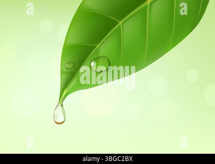 Grünes Blatt mit ätherischem Öltropfen oder Wasserspritzer von Minztee oder Kräuterbaum, realistischer Vektor. Grünes Blatt mit Öltropfen oder Tautropfen fallen, Naturkraut Pflanze aus Eukalyptus ätherisches Öl Hintergrund Stock Vektor