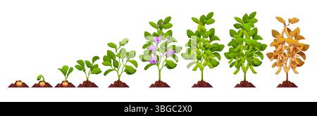 Wachstumsstufen von Sojabohnen, Sojabohnenanbau von Sojabohnen, Vektoranbau, Gemüsekost. Wachstumsstadien von Sojabohnen vom Samen bis zur Reifung von Sojabohnen. Cartoon Sojabohnen mit grünen Blättern, Blumen, Schoten Stock Vektor