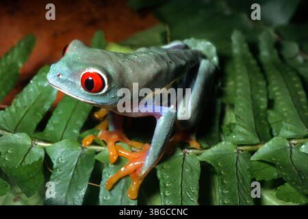 Rotäugiger Blattfrosch, Agalychnis Callidryas, Hylidae Stockfoto