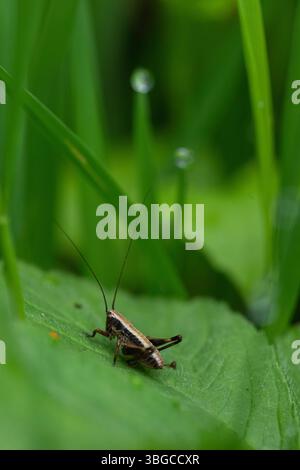 Makrofoto einer Heuschrecke auf Stroh mit Betonung von Textur, Farbe und Insektenmorphologie bei natürlichem Tageslicht. Stockfoto