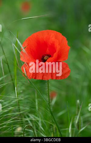 Natur-Nahaufnahme mit leuchtend rotem Mohn kontrastierendem, weichem grünem Gras – elegantes Blumendetail von einer wilden Wiese, ideal für Themen wie Erinnerung, Hoffnung und Summe Stockfoto