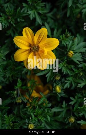 Goldene Bidenblätter, die in natürlichem Licht leuchten und die Lebendigkeit des blühenden Lebens und den dekorativen Charme von dekorativen Gartenpflanzen zum Ausdruck bringen. Stockfoto
