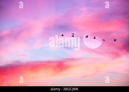 Eine Vogelschar fliegt am Mond vor Einer farbenfrohen Wolkenlandschaft Stockfoto