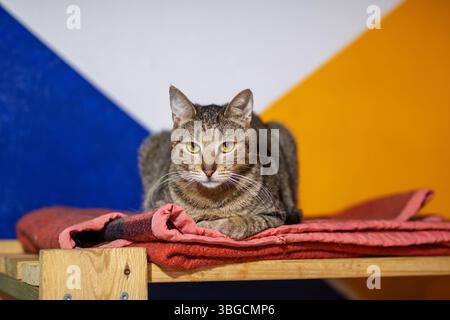 Eine Katze liegt bequem auf einer weichen rosafarbenen Decke, die über ein Holzregal verteilt ist, und genießt ihren gemütlichen Ruheplatz Stockfoto