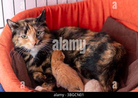 Eine Calico-Katze liegt bequem in einem Hundebett neben zwei entzückenden Kätzchen und genießt einen gemütlichen Moment zusammen Stockfoto