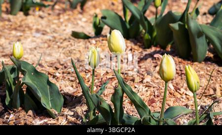 Ein wunderschöner Strang leuchtender gelber Tulpen blüht und wächst in einem schönen Garten, der die Schönheit der Natur in diesem Frühjahr zeigt Stockfoto