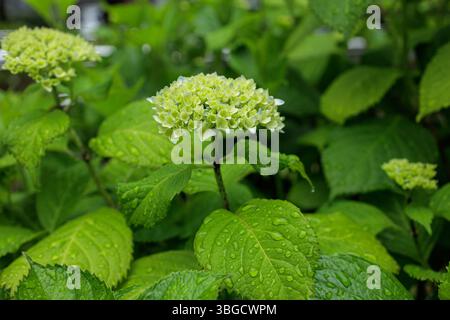 Blühende Hortensie und üppige Blätter glitzern mit Wassertropfen in natürlichem Sonnenlicht und fangen die Frische und Lebendigkeit des Gartens nach einem Regenschauer ein. Stockfoto