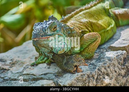 Großer grüner Leguan, der auf einem Felsen liegt und seine lebendigen Schuppen und seine entspannte Haltung zeigt Stockfoto