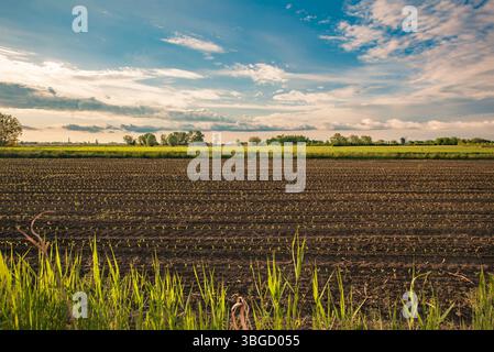 Reihen junger Maispflanzen, die auf einem fruchtbaren Feld wachsen, versprechen eine reiche Ernte unter bewölktem Himmel Stockfoto