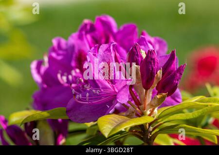 Teilweise geöffnete Rhododendronknospen umgeben von glänzend grünen Blättern, die das frühe Frühjahrswachstum bei hellem Sonnenlicht einfangen Stockfoto