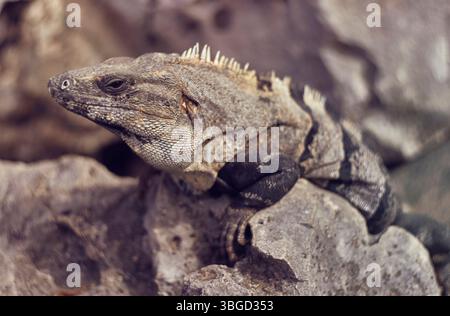 Schwarzer Stachelschwanzleguan auf Felsen in tulum, mexiko Stockfoto