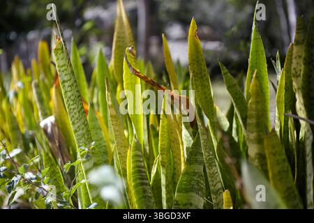 Nahaufnahme einer Gruppe von sansevieria trifasciata-Blättern, auch bekannt als Schwiegerzunge oder Schlangenpflanze, die im Sonnenlicht von chichén Itzá gedeihen; Stockfoto